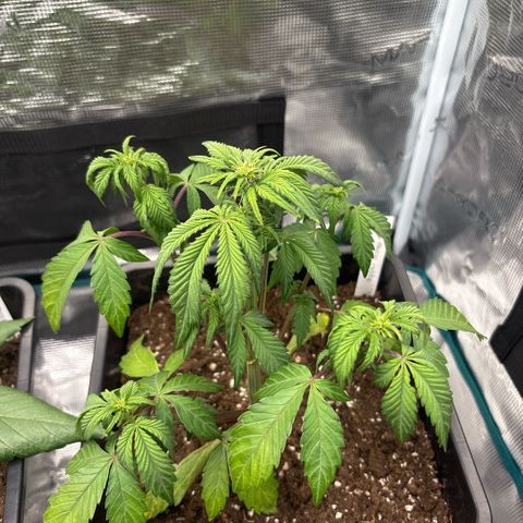 Apple Fritter 1 growlog timeline photo