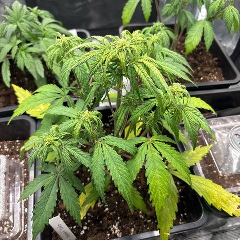 Goat’lato 1 growlog timeline photo