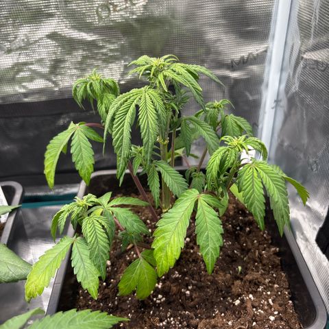 Apple Fritter 1 growlog timeline photo