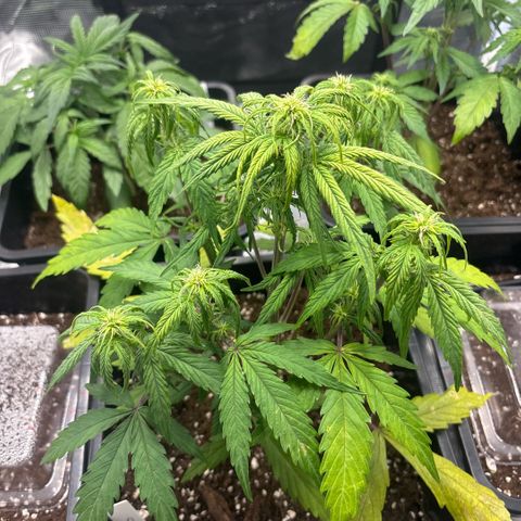 Goat’lato 1 growlog timeline photo