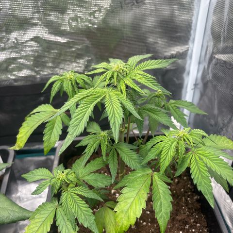 Apple Fritter 1 growlog timeline photo