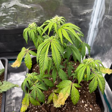 Apple Fritter 1 growlog timeline photo
