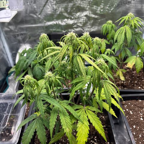 Goat’lato 1 growlog timeline photo