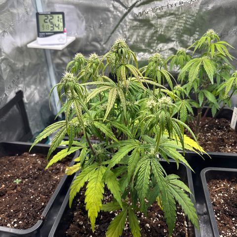 Goat’lato 1 growlog timeline photo