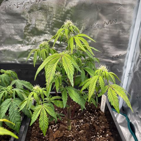 Apple Fritter 1 growlog timeline photo