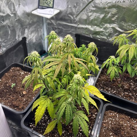 Goat’lato 1 growlog timeline photo