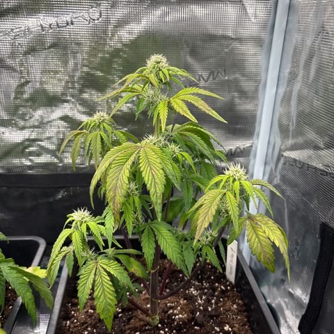 Apple Fritter 1 growlog timeline photo