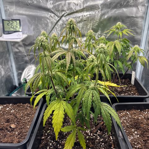 Goat’lato 1 growlog timeline photo
