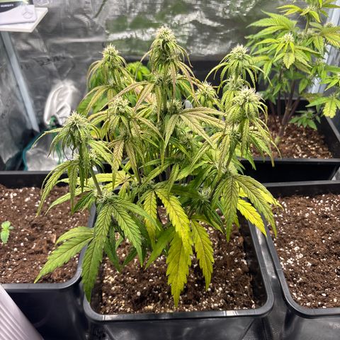 Goat’lato 1 growlog timeline photo