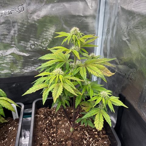 Apple Fritter 1 growlog timeline photo
