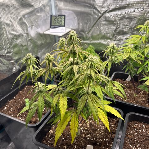 Goat’lato 1 growlog timeline photo