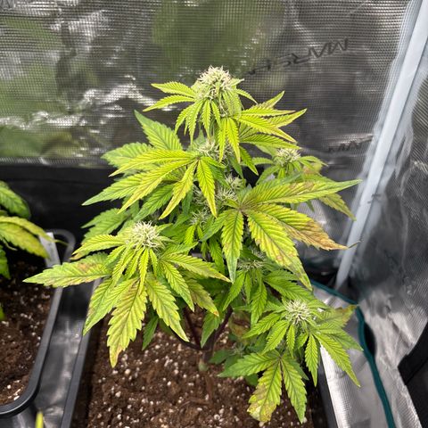 Apple Fritter 1 growlog timeline photo