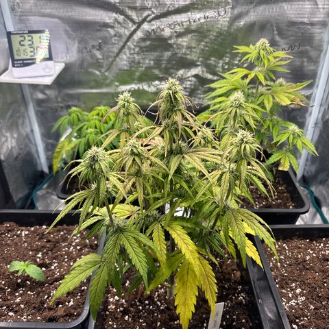 Goat’lato 1 growlog timeline photo