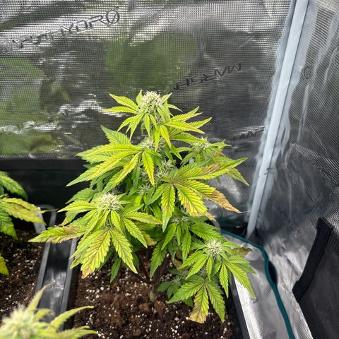 Apple Fritter 1 growlog timeline photo