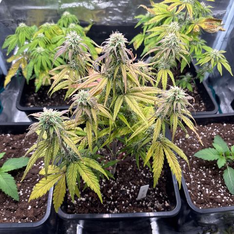 Goat’lato 1 growlog timeline photo