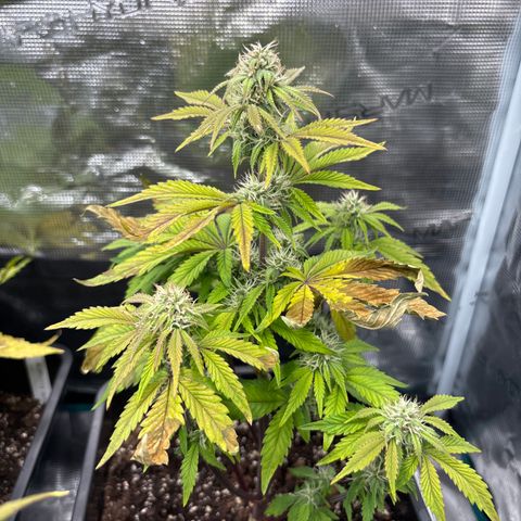 Apple Fritter 1 growlog timeline photo
