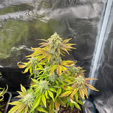 Apple Fritter 1 growlog timeline photo