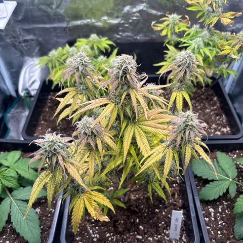 Goat’lato 1 growlog timeline photo