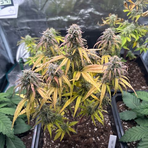 Goat’lato 1 growlog timeline photo