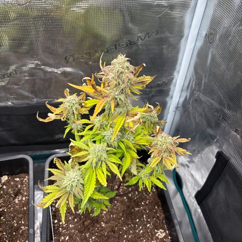 Apple Fritter 1 growlog timeline photo