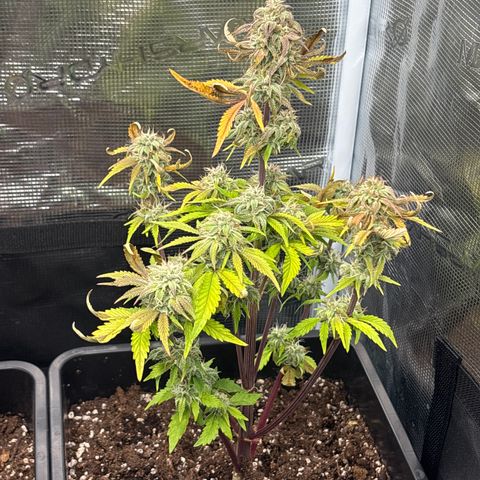 Apple Fritter 1 growlog timeline photo