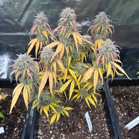 Goat’lato 1 growlog timeline photo