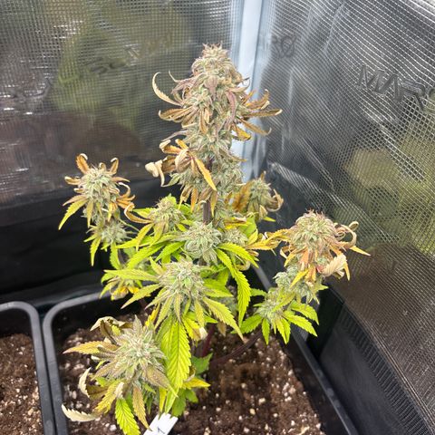 Apple Fritter 1 growlog timeline photo