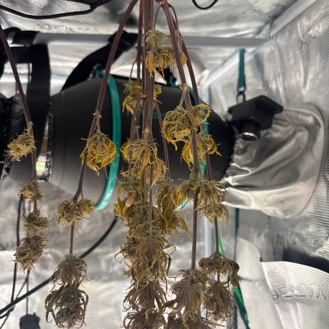 Goat’lato 1 growlog timeline photo