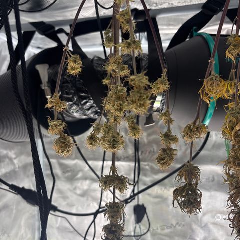 Apple Fritter 1 growlog timeline photo