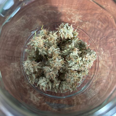Apple Fritter 1 growlog photo: 9g