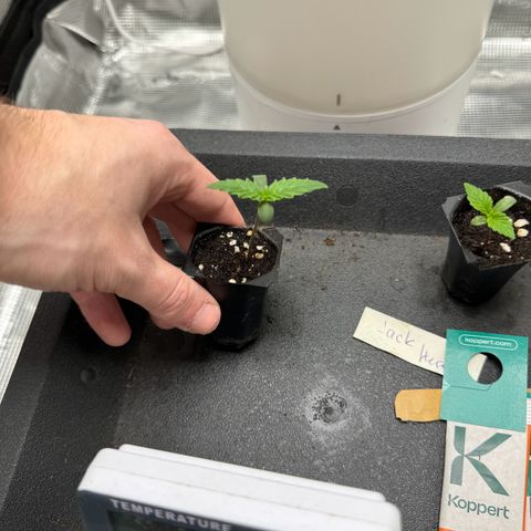 Gelato Auto growlog photo: Very strong progress during the night 