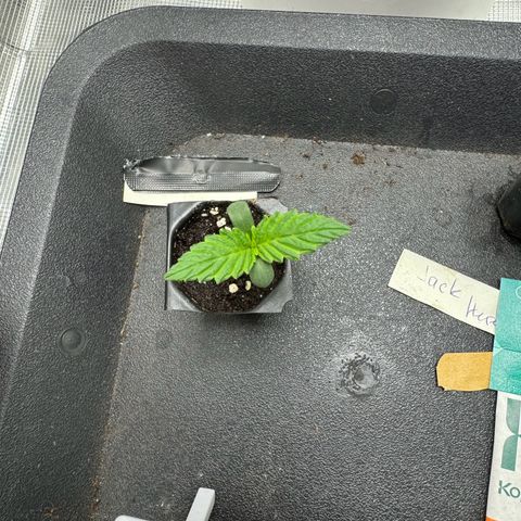 Gelato Auto growlog photo: Very strong progress during the night 