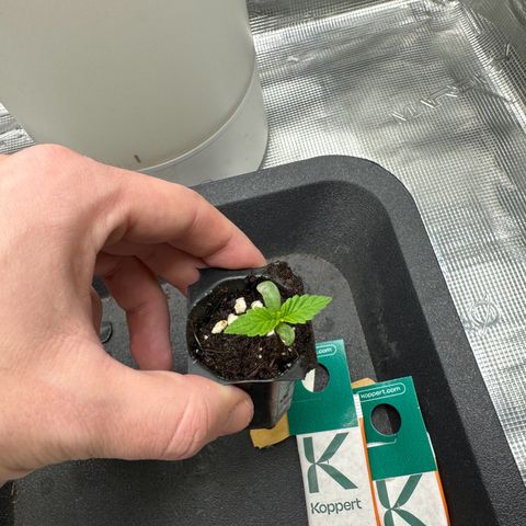 Original Auto Jack Herer growlog timeline photo