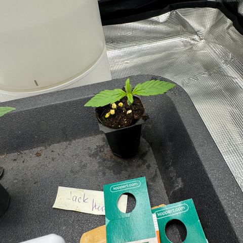 Original Auto Jack Herer growlog timeline photo