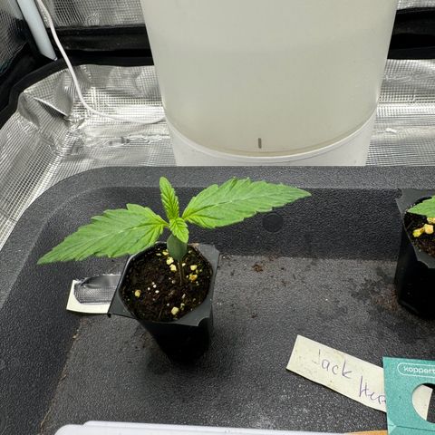Gelato Auto growlog timeline photo