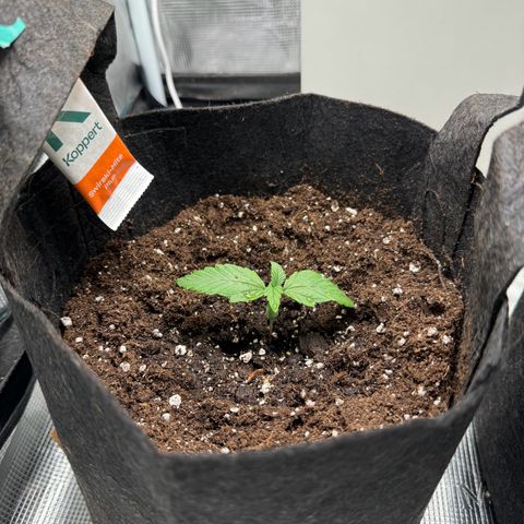 Gelato Auto growlog timeline photo