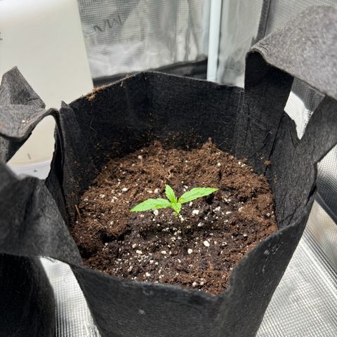 Original Auto Jack Herer growlog timeline photo