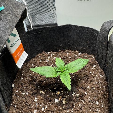 Gelato Auto growlog timeline photo