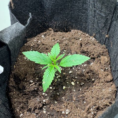 Original Auto Jack Herer growlog timeline photo