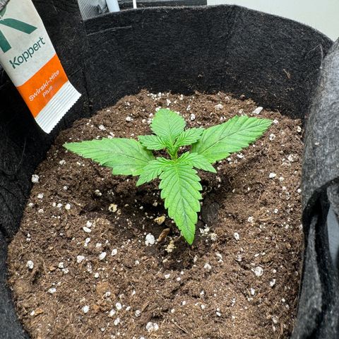 Gelato Auto growlog timeline photo