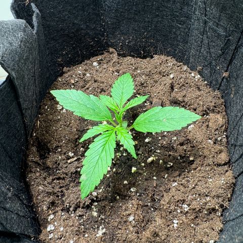 Original Auto Jack Herer growlog timeline photo