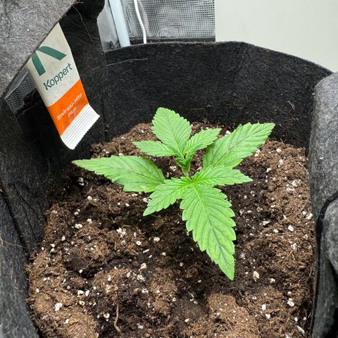 Gelato Auto growlog timeline photo