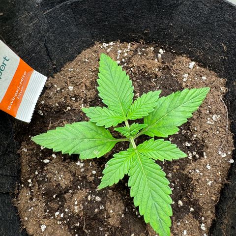 Gelato Auto growlog timeline photo
