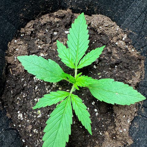 Original Auto Jack Herer growlog timeline photo