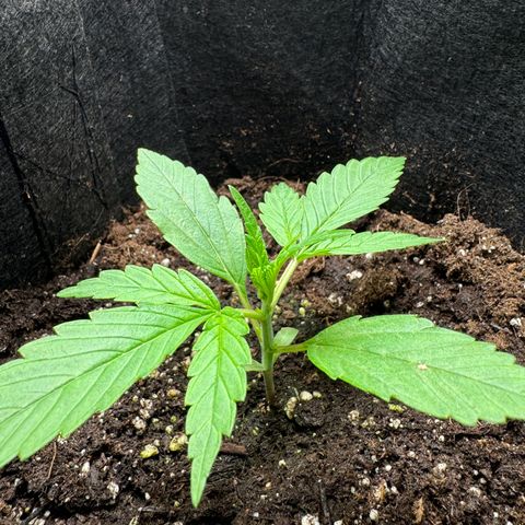 Original Auto Jack Herer growlog timeline photo