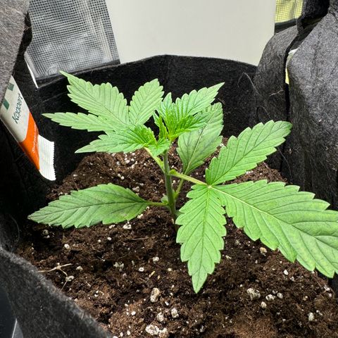 Gelato Auto growlog timeline photo
