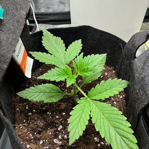 Gelato Auto growlog timeline photo