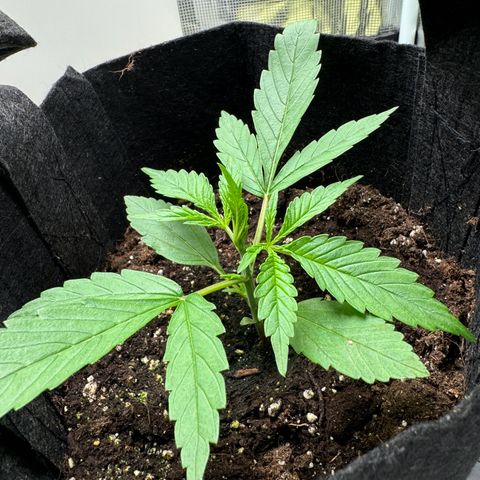 Original Auto Jack Herer growlog timeline photo
