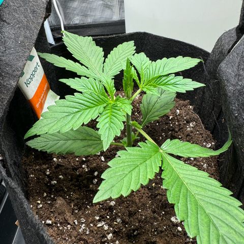Gelato Auto growlog timeline photo