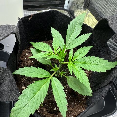 Original Auto Jack Herer growlog timeline photo